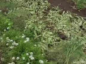 Outdoor FFM Threesome With Cock-Hungry Japanese Beauty Hagi