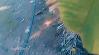 TIK TOK TEENY GIRL PEEING IN COCONUT GROVE. PUBLIC LONG PISS ANGEL FOWLEL