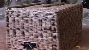 Naughty gal trapped under a basket gets disciplined in missionary position