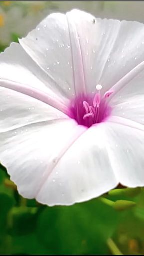 Must-see moment from "Bangla choti golpo"