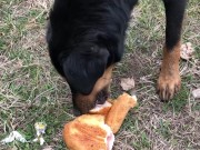 Feeding a hungry stray doggo