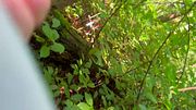 Femboy fun with a dildo in the forest