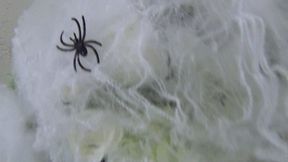 Swallowed 3 spiders d