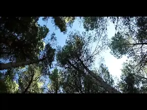 Bound Babe Sucks Cock in Wild BDSM Threesome