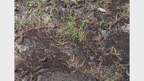 Dirty Mailbox Walk: Sand Between My Toes