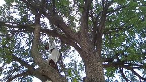 Mango Tree and Boy!