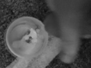 load #2  slave is told to cum a second time in cup and keep it in freezer for his owner