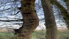 promenade dans les bois