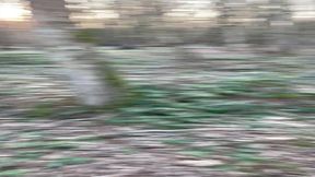 promenade dans les bois