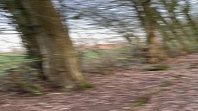 promenade dans les bois