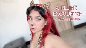 A Feline Encounter