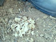 Farm boy crushes crunchy empty shells with his boots - crush spit piss cum