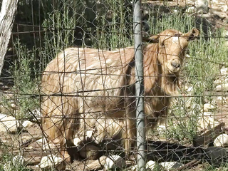 ”A specific challenge exhilarated Khala ...”