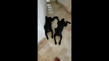 Bareback skanks and sluts trans prostitutes seek coins