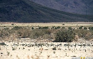 Alexis monroe anal fucked in the desert