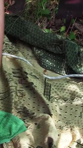 Young Sadist Whips an Old Pig Tied up in the Woods