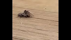 Moscas transando ao som de zequinha