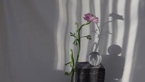 soft asian cock close up and clear shots