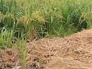 Public Peeing On A Rice Farm... Dablackpee