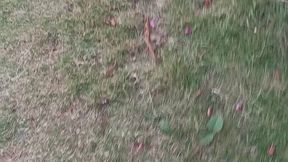 beautiful delicate feet walking barefoot on the grass.