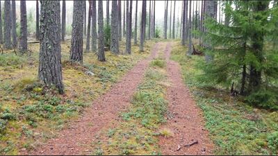 Passenger jerking driver's dick in car in the middle of forest for free ride. Handjob in Tesla