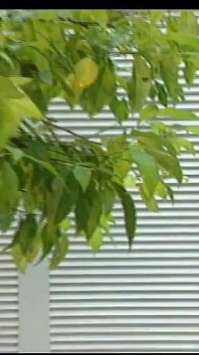 Jeannie - Chapter #03 - (the Original)