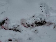Stomping Cherries in the Snow