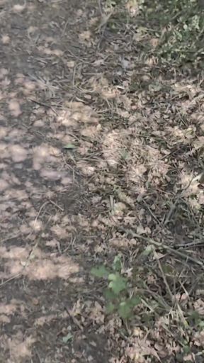 Stunning moment from &quot;Jerkoff outdoor in the woods wathcing old porno magasin trough a lot of used condoms full with sperm.&quot;