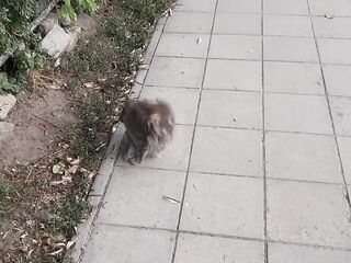 Super cute cat