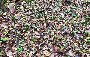 Mrsmithmssmith, risky sex in the forest cum on tits