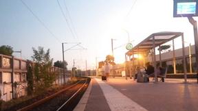 ”Miss Alice Wild tames the pack...”