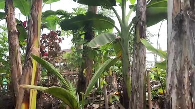 Pick papaya leaves in the garden hot sex solo female cum