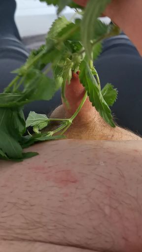 Masturbating my small cock with nettle in riding leggings.