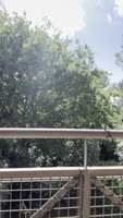 Clementine_Marceau - Clementine's French Balcony Delight: Big Dick & Blowjob