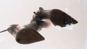 Giantess Wife Spits on & Crushes Tiny Husband with her High Heels