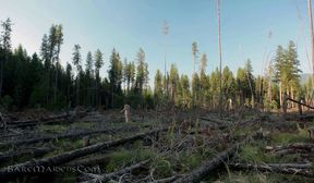 dying forest