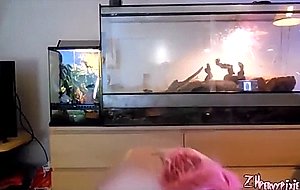 Pervey pixie videos