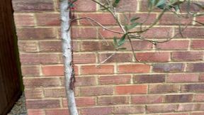 Pig  boy crawls naked down slut ally