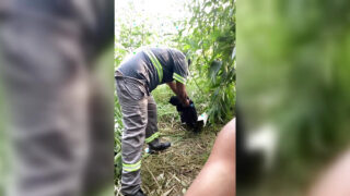 Un papà nero sexy e il suo uomo si godono la masturbazione all'aperto e il sesso anale