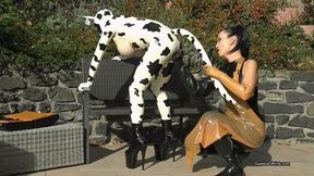 Latex Cow Inspected And Fucked Stage 1 (WMV)