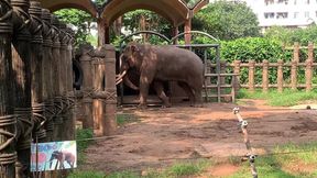 Saigon's wild beasts in Vietnam