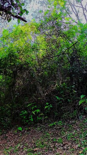 Sex with a Tourist on a Forest Trail