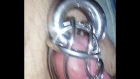 chastity cage