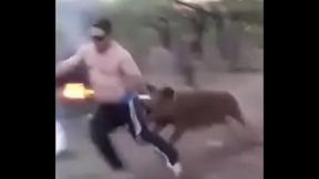 Mama chancha defiende a su chanchito de un bobalicon