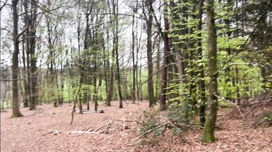 BBW fingering in public woods with British vibes
