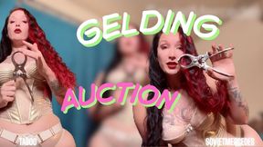 Snip Off (GELDING AUCTION)