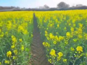 Wild Outdoor Blowjob in a Flower Field + Huge Cumshot on My Big Tits - BabyBeer