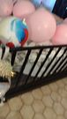 After Party Sisterinlaw Watches Me Jerk Off While She Pops Balloons With Cigarettes and Teases