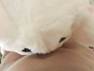 Sucking her spouse&#039;s hirsute shlong - home fur style