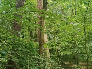 Relaxing forest view, filmed from a tree